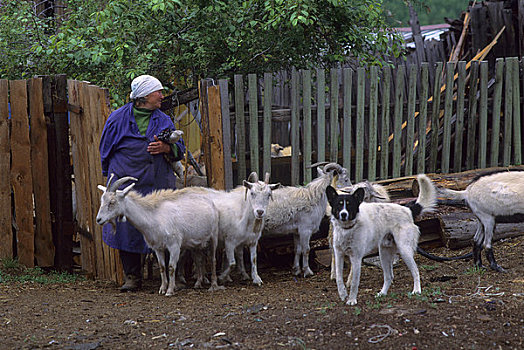俄罗斯,西伯利亚,靠近,乡村,女人,山羊