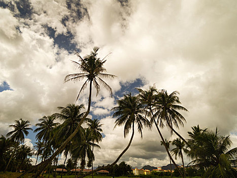 椰子树棕榈