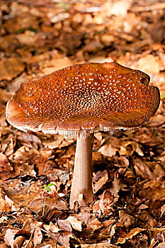红褐色的,松乳菇,蘑菇