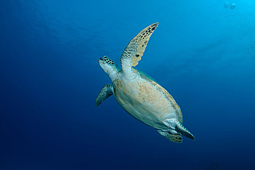 绿海龟,龟类,游泳,向上,深海,红海,阿布达巴卜,埃及,非洲