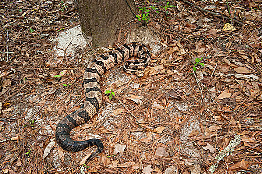 森林响尾蛇,木纹响尾蛇,成年,俘获,靛蓝,蛇,保存,乔治亚,美国,数码