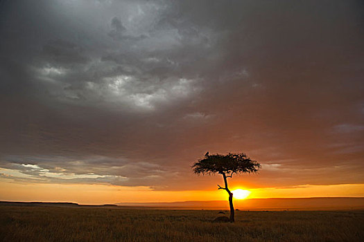 树,剪影,日落,风景,马赛马拉,肯尼亚,非洲