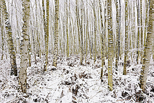桦树,树林,冬天,黑森州,德国