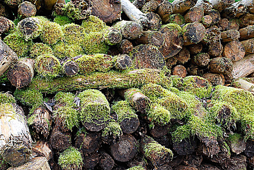 木堆,遮盖,苔藓,巴伐利亚,德国,欧洲