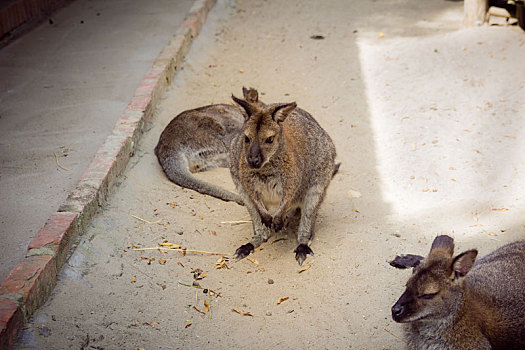 红颈袋鼠,动物园