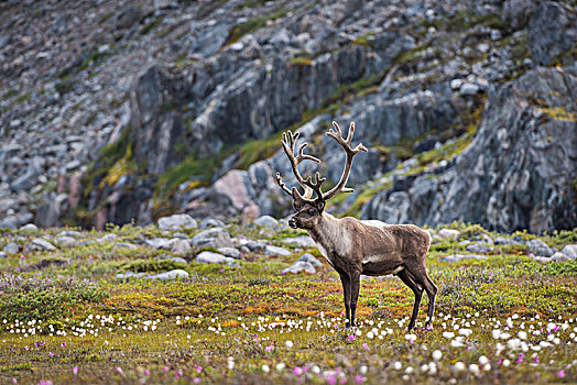 驯鹿,驯鹿属,草地,正面,石头,格陵兰,北美