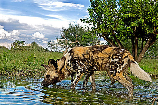 非洲野狗,非洲野犬属,水中,洞,纳米比亚