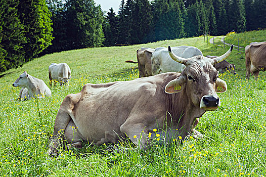 母牛,草场,靠近,上巴伐利亚,巴伐利亚,德国,欧洲