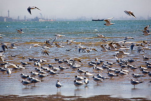 秦皇岛海边海鸥