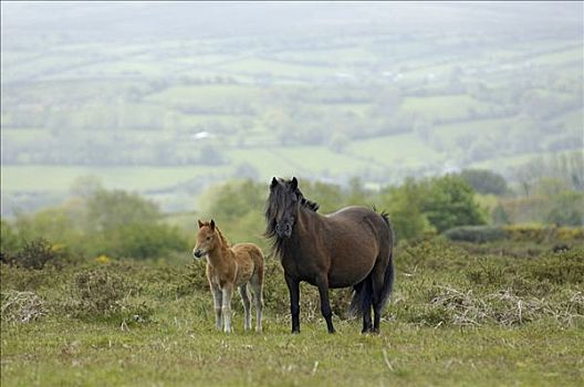 达特姆尔高原,小马,国家公园,德文郡,英格兰