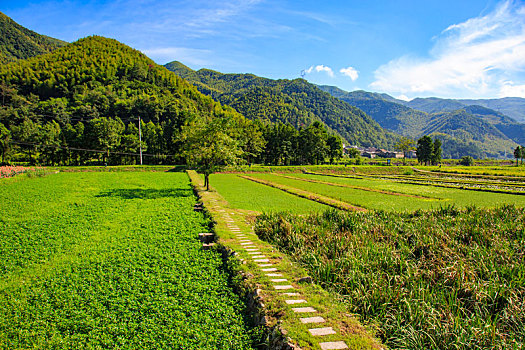 田园,湿地,花,生态,植物,章水镇,夏天,阳光,天空