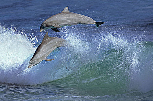 宽吻海豚,一对,跳跃,波浪,洪都拉斯