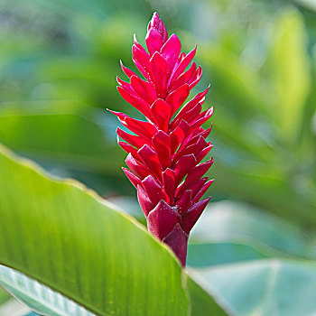 特写,花,热带植物,北岸,瓦胡岛,夏威夷,美国