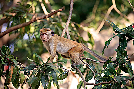 无边帽,短尾猿,弥猴属,成年,攀登,树,国家公园,斯里兰卡,亚洲
