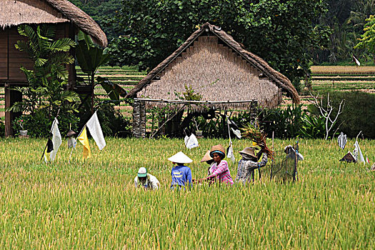 稻米,稻田,旗帜,背景