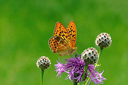 豹纹蝶,坐,褐色,黑矢车菊,矢车菊,北莱茵威斯特伐利亚,德国,欧洲