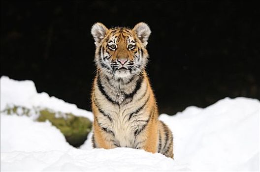 西伯利亚虎,幼兽,东北虎,雪中,正面