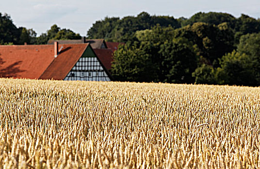 成熟,小麦,地点,正面,农场,陆地,区域,下萨克森,德国,欧洲