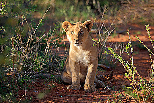 狮子,幼兽,四个,坐,禁猎区,卡拉哈里沙漠,北角,南非,非洲