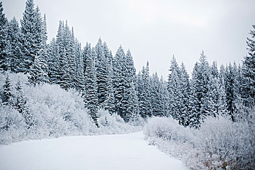 山,冬天,松树,树林,雪中