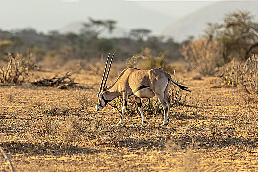 生活在肯尼亚稀树草原里的东非剑羚