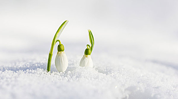 雪花莲,德国,欧洲