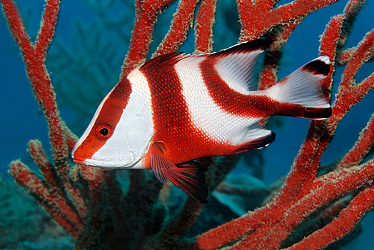 红鲷鱼,笛鲷,大堡礁,太平洋,澳大利亚,大洋洲