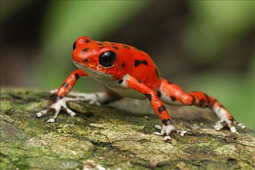 草莓箭毒蛙,博卡斯德尔托罗,巴拿马