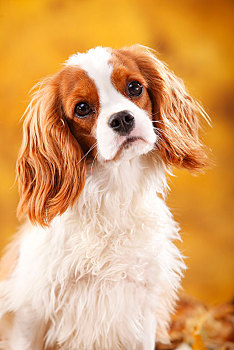 查尔斯王犬,雄性,布伦海姆,10个月,年轻,狗,秋叶