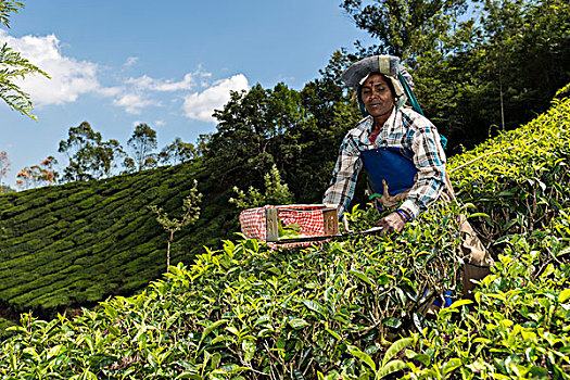 茶,剪刀,切削,茶叶,茶园,喀拉拉,西高止山,印度,亚洲
