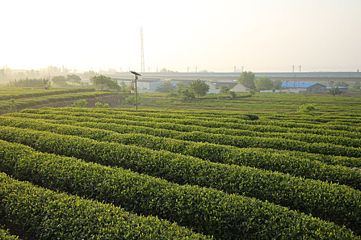 茶园飘香,茶农清晨采茶忙