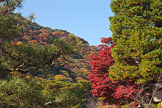秋叶,岚山,京都,日本