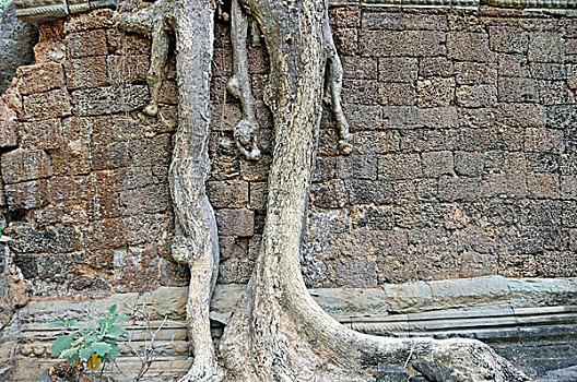 树,根部,遗址,庙宇,复杂,世界遗产,收获,柬埔寨,亚洲