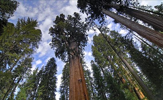 最高,巨杉,红杉国家公园,加利福尼亚,美国