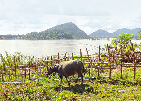 农业,湄公河