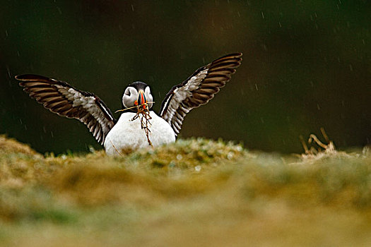 大西洋角嘴海雀,北极,成年,收集,鸟嘴,降雨,斯科莫岛,彭布鲁克郡,威尔士,英国,欧洲