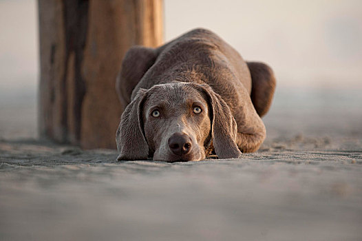 魏玛犬,躺着,海滩,石荷州,德国,欧洲