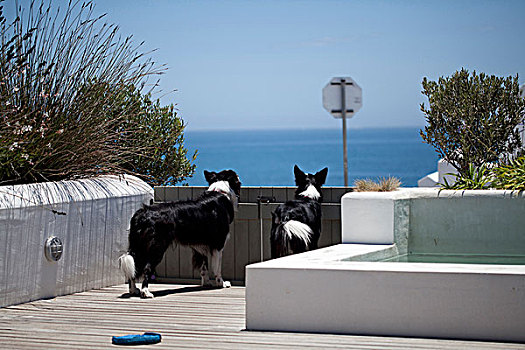 两个,黑白,边界,柯利犬,看,上方,木门,海洋,南非,海滨别墅