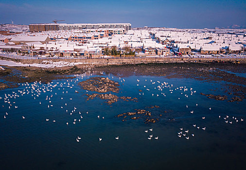 航拍山东威海俚岛镇烟墩角拍摄的冬天雪地天鹅风景