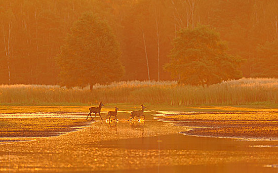 赤鹿,家族,生物保护区,萨克森,德国