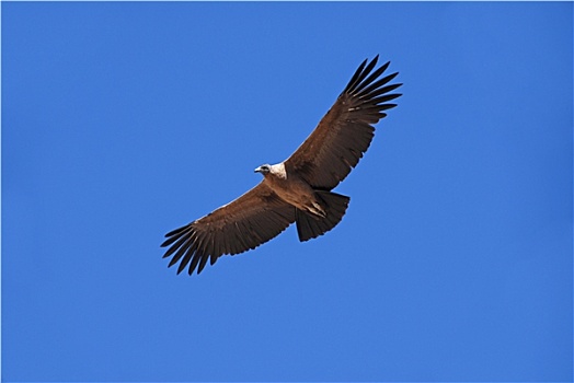 秃鹫,秘鲁