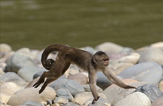 额卷尾猴,白额卷尾猴,跳跃,上方,石头,亚马逊雨林,厄瓜多尔