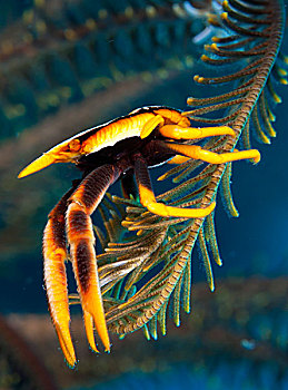 优雅,东方扁虾,巴布亚新几内亚