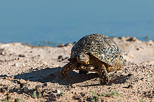 豹纹龟,卡拉哈迪大羚羊国家公园,北开普,南非,非洲