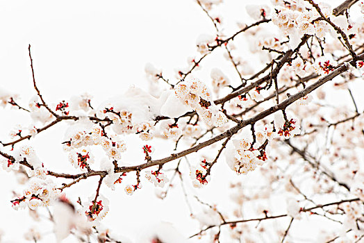 花在雪中绽放,早春的杏花