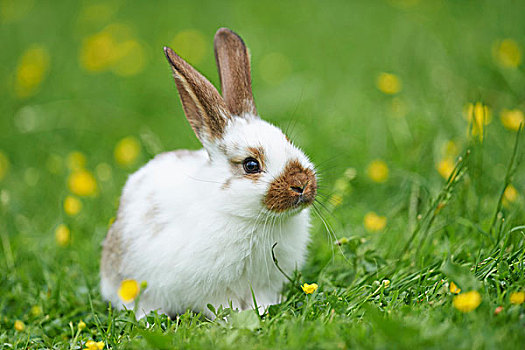 驯服,兔子,坐,草地,春天,普拉蒂纳特,巴伐利亚,德国