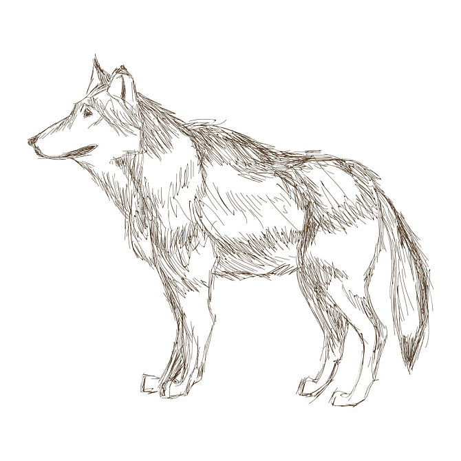 ai/eps标题:狼标签:狼,侧面,素描,象征,简单,设计,矢量,插画,动物下载