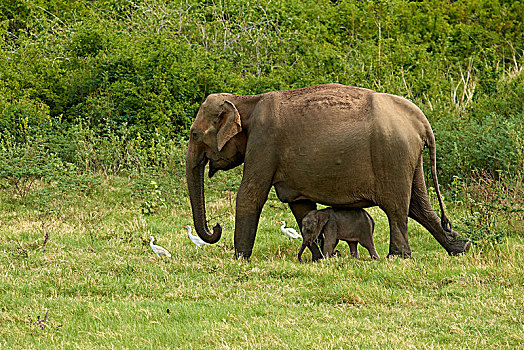 斯里兰卡人,大象,象属,坝,小动物,腹部,防护,行为,国家公园,北方,中央省,斯里兰卡,亚洲