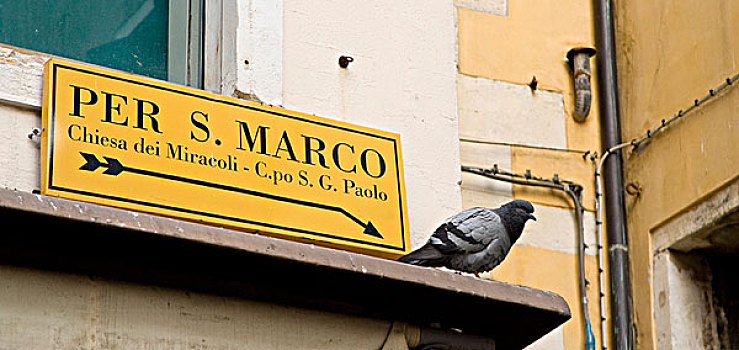 意大利,威尼斯,标识,圣马科,箭头,指向,栖息,鸽子