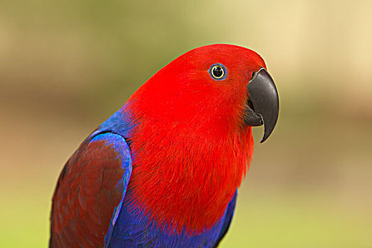 鹦鹉,女性,西澳大利亚州,澳大利亚